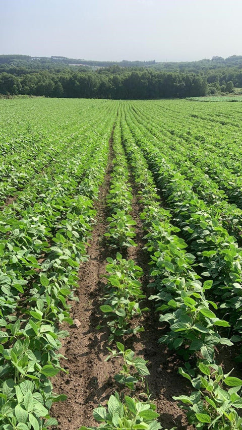 PLANTACIONES DE SOJA
