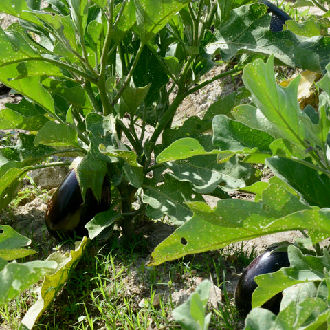 Berenjena negra ecológica - 500g