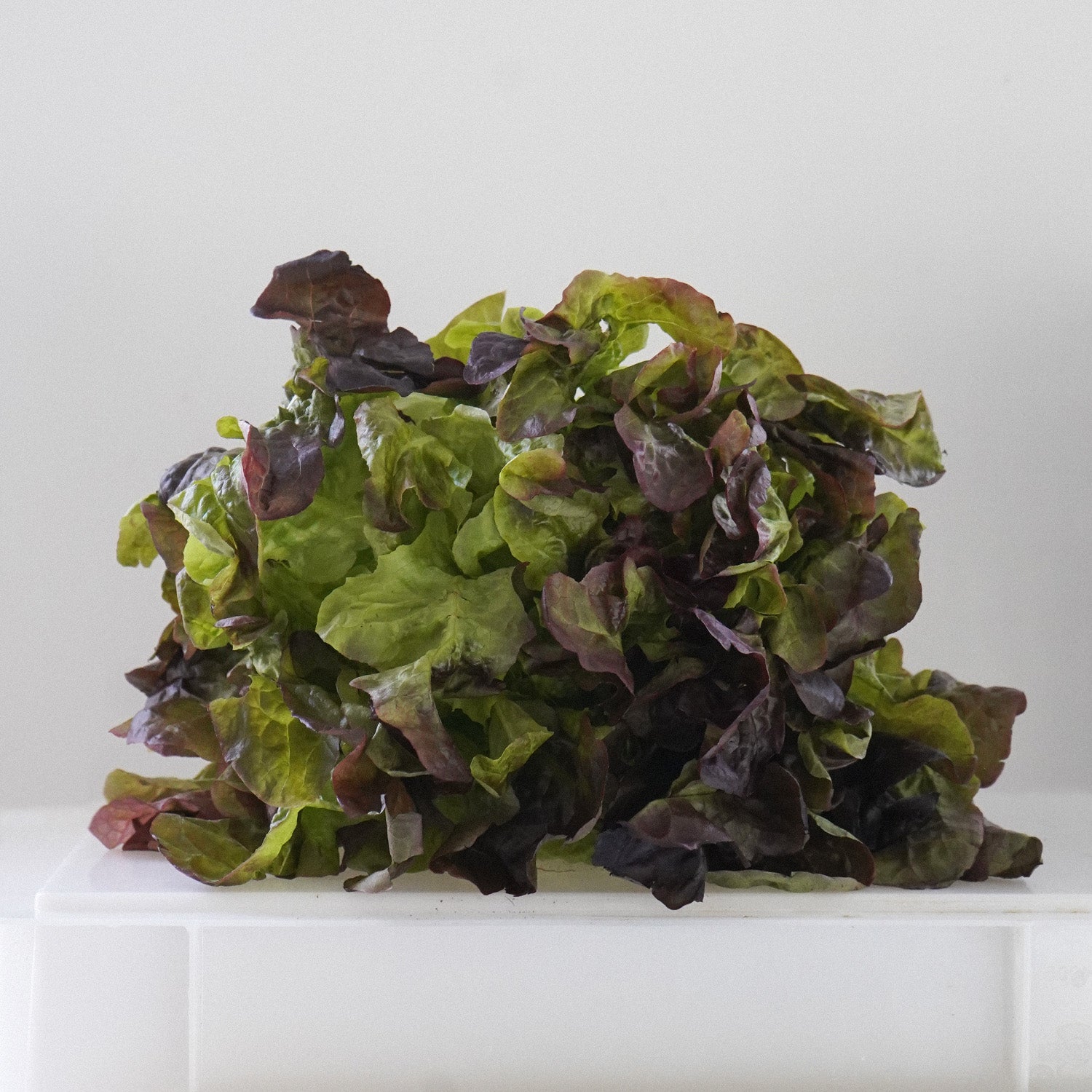 Lechuga hoja de roble morada ecológica