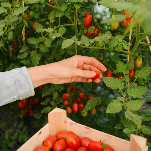 cherry lobello en la planta de tomate