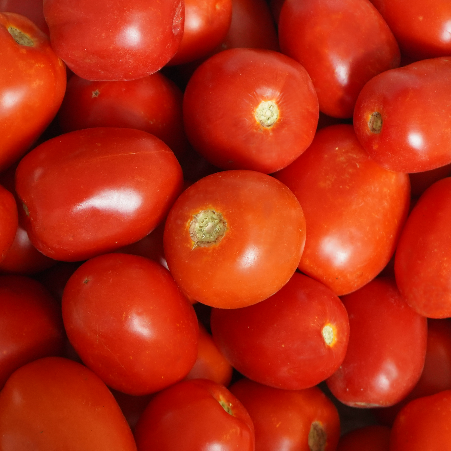 Tomates pera ecológicos