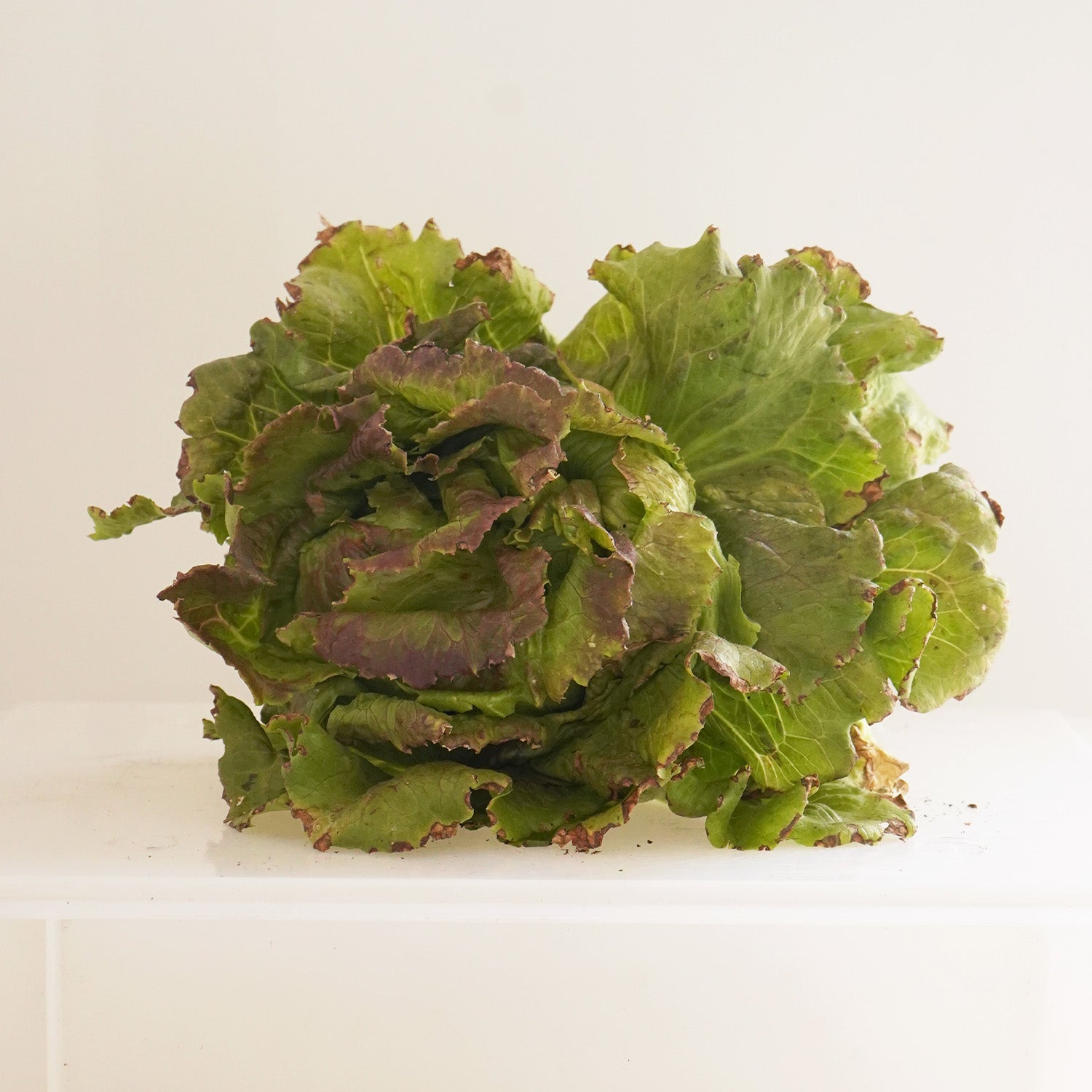 Lechuga maravilla ecológica con fondo blanco