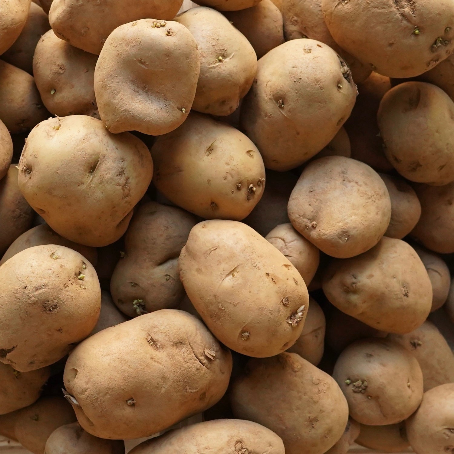Varias patatas para guisar ecológicas