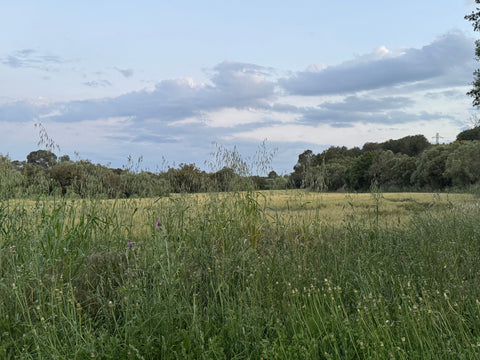 pradera ganaderia ecologica