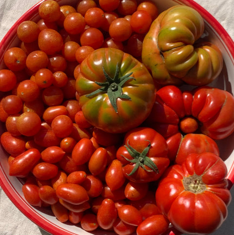 Tomates ecológicos de la huerta