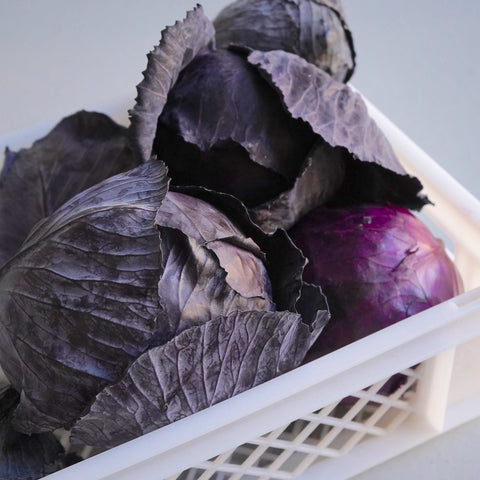 Varias lombardas ecológicas en caja de plástico blanca