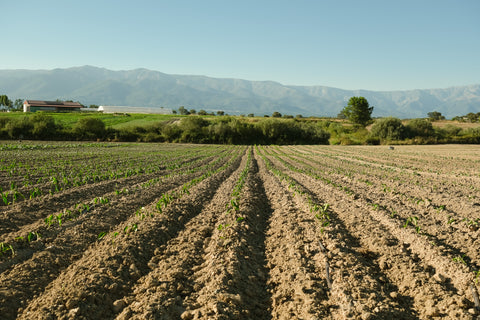 En todas las etapas del cultivo nos enfocamos en la calidad y sostenibilidad