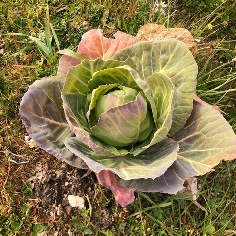 Planta de repollo ecológico