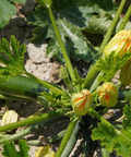 Calabacines con flor en la huerta