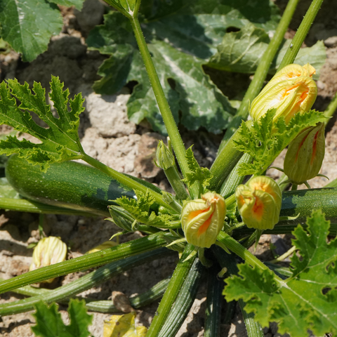 Calabacines con flor en la huerta