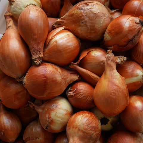 Varias cebollas blancas ecológicas