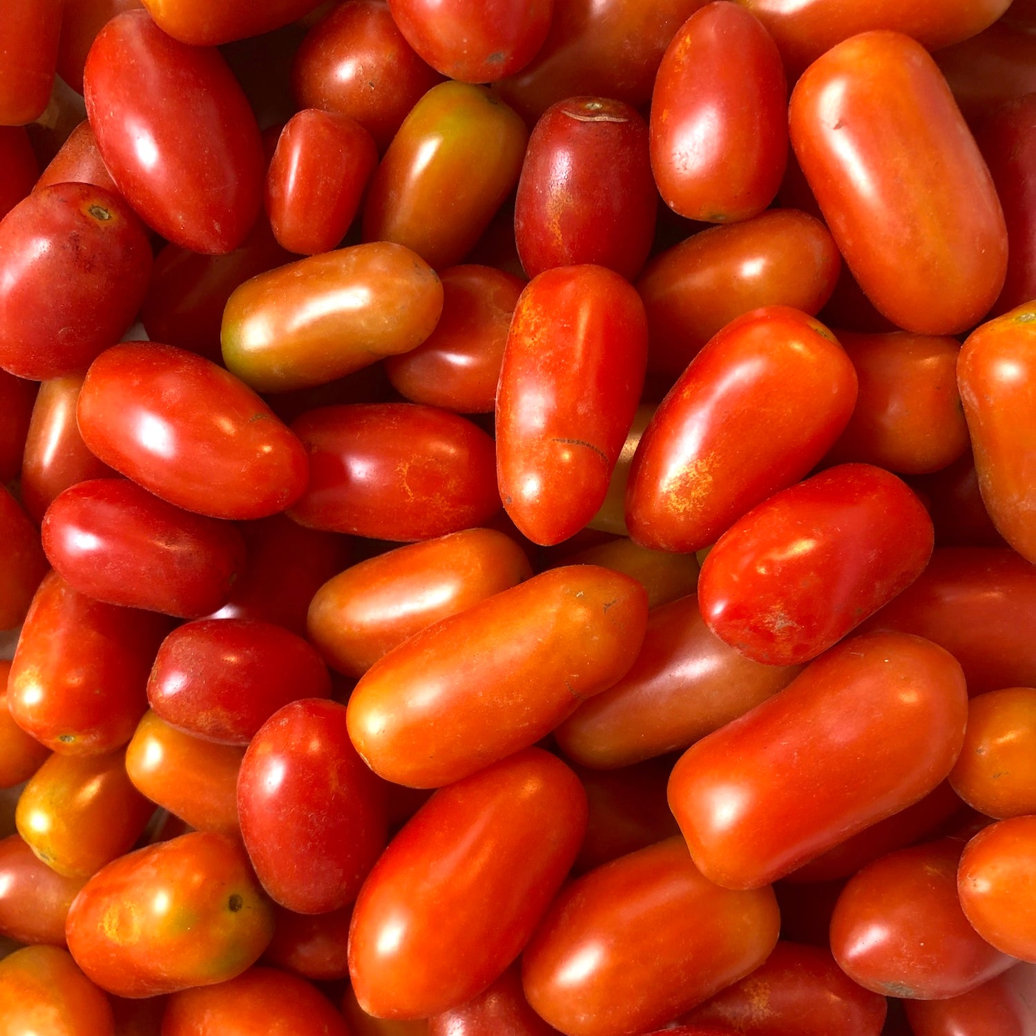 Muchos tomates cherry Lobello ecológicos