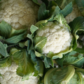 Varias coliflores ecológicas
