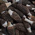 Colmenillas silvestres