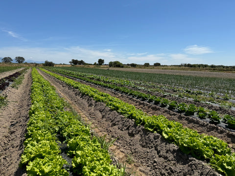 Lo bien hecho, sabe mejor