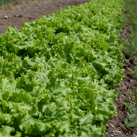 Lechuga batavia ecológica