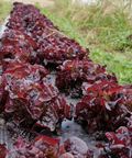 Lechuga hoja de roble morada en la huerta