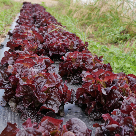 Lechuga hoja de roble morada en la huerta