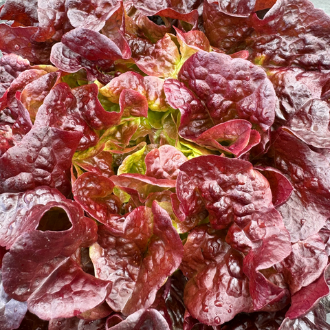 Lechuga hoja de roble morada