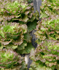 Lechugas maravilla ecológicas en la huerta