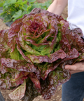 Lechuga trocadero ecológica en la huerta