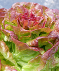 Lechuga trocadero ecológica