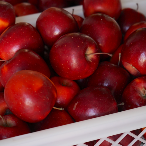 Manzanas sagargorri ecológicas en caja de plástico blanca