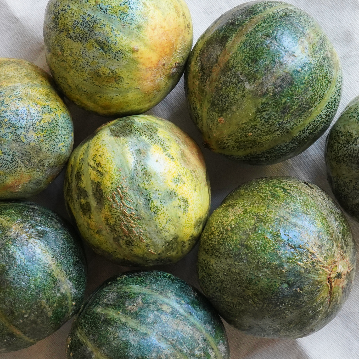 Varios melones Cantaloupe