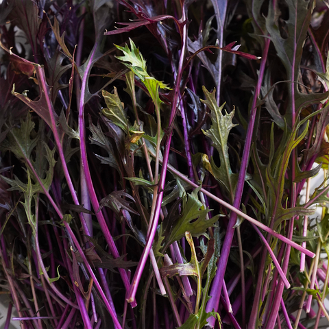 Detalle planta de mizuna ecológica