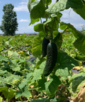 Pepino ecológico en la huerta