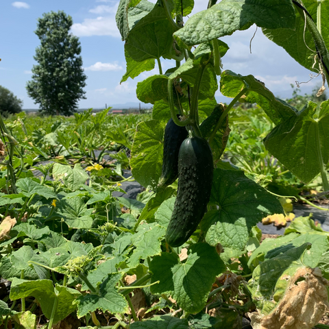 Pepino ecológico en la huerta