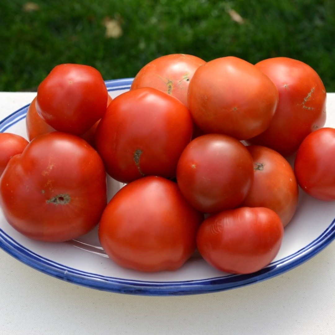 Bandeja de tomates de ensalada ecologicos