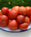 Bandeja de tomates de ensalada ecologicos
