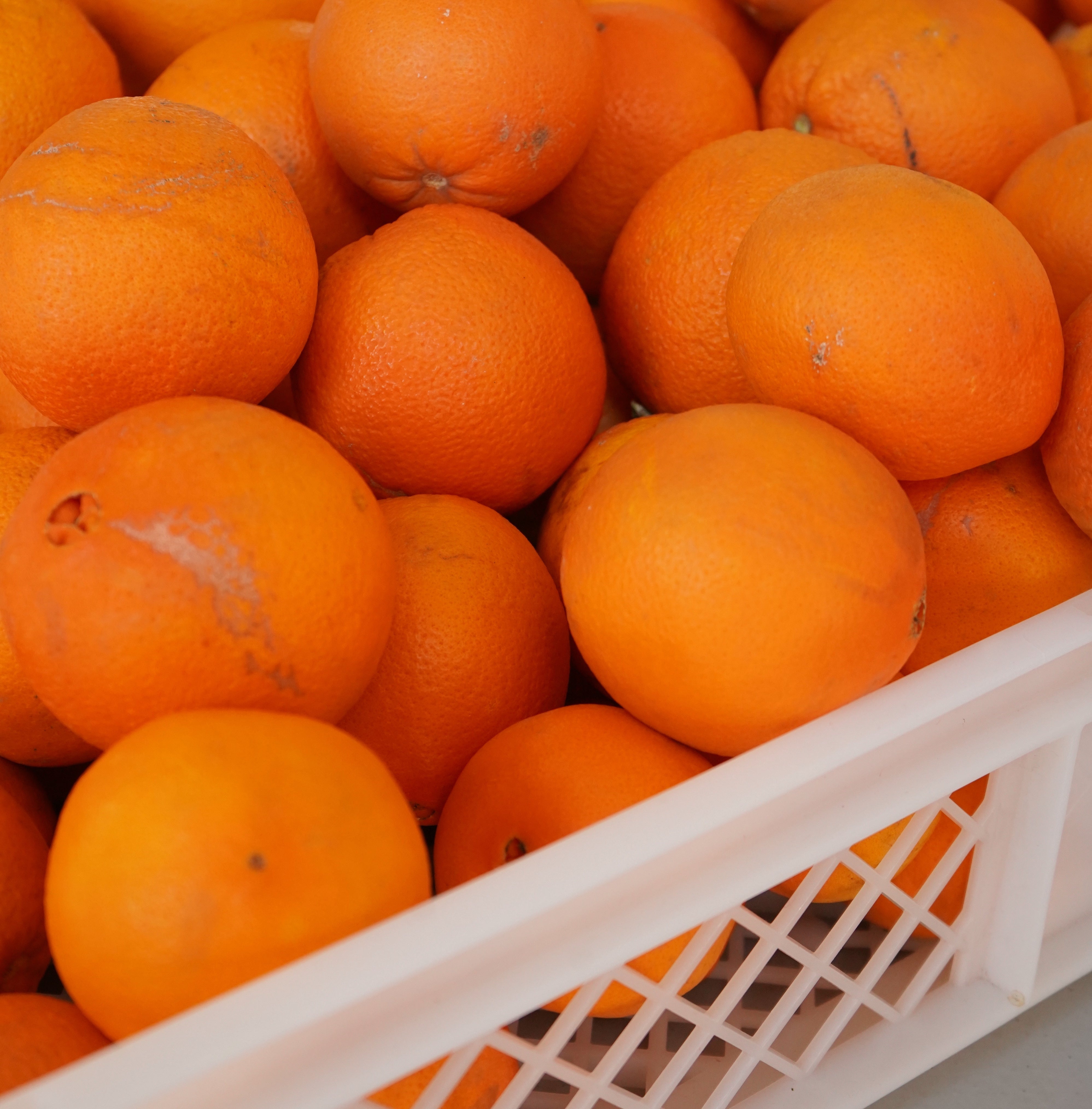 Varias naranjas ecológicas en caja de plástico blanca