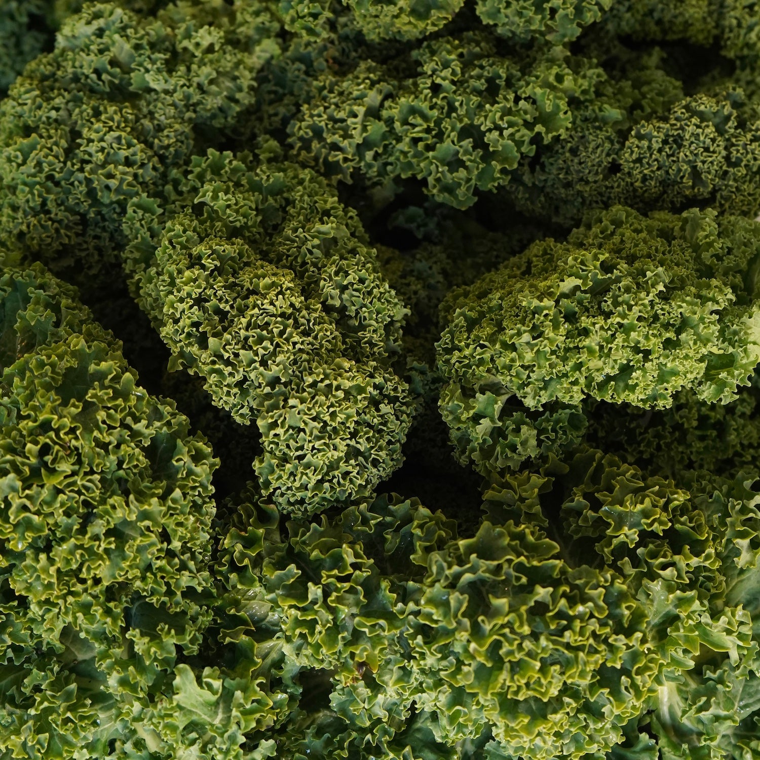 Kale ecológico fresco