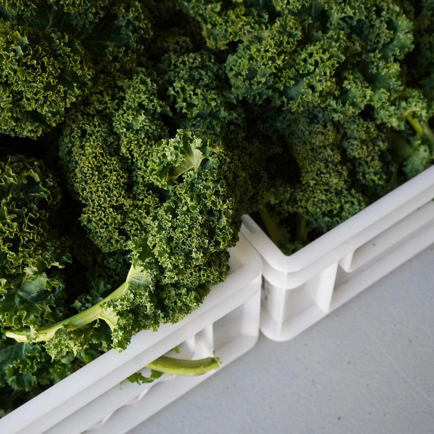 Kale ecológico fresco en cajas de plástico blancas